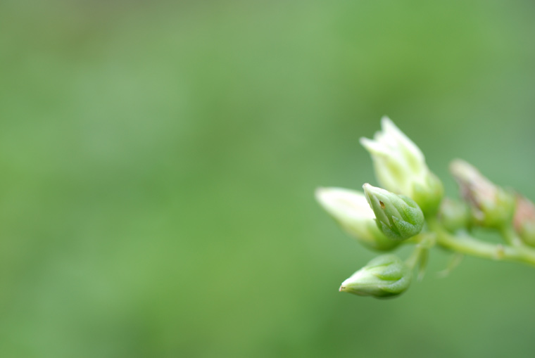 bud 1