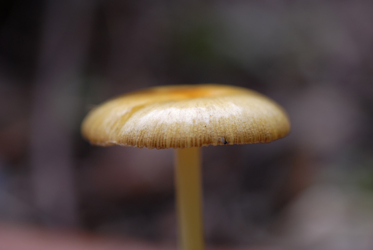 mushroom 1