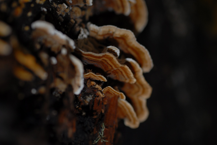 mushrooms 1