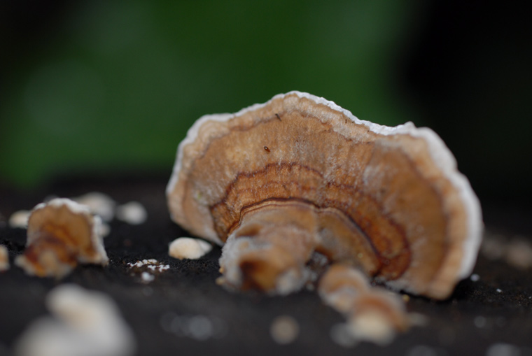 mushrooms 4