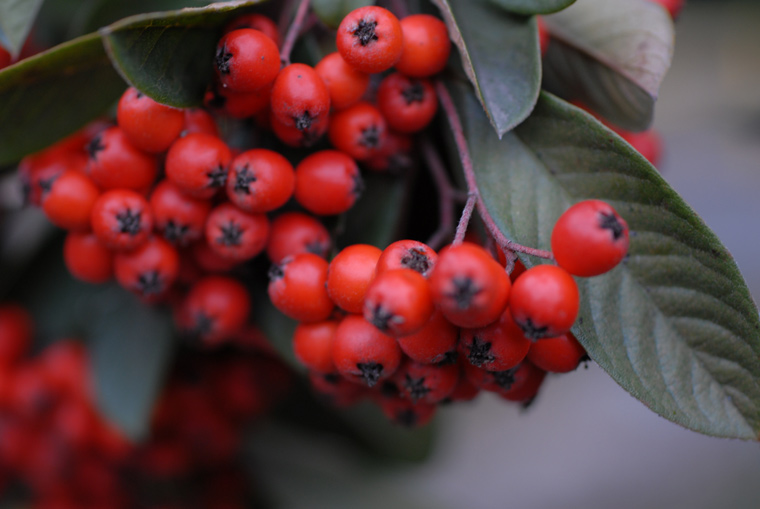 red berrys 1