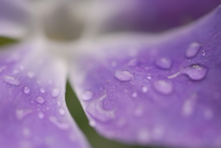 water flower 3
