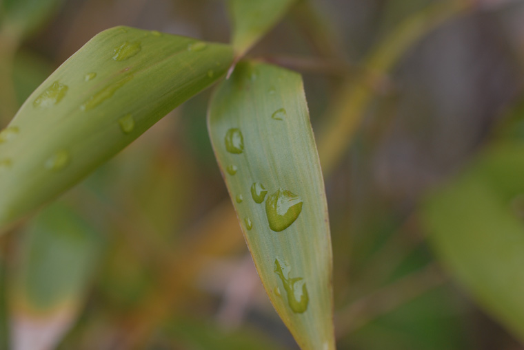 water leaf 2