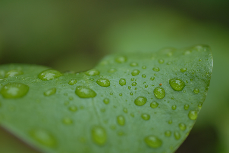 water leaf 3